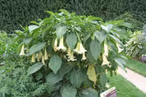 6 loại cây chứa độc tố thường được trồng làm cảnh