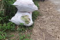 “Cây làm giàu” chỉ còn 2.000 đồng/kg, dân xứ Mường mặc cho cỏ mọc