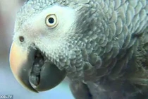 Những vụ án nổi tiếng phá được nhờ... vẹt