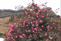 Cây hoa hồng khổng lồ trên đỉnh núi: Nở ngàn bông, 150 triệu không bán