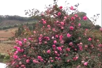 Cây hoa hồng khổng lồ trên đỉnh núi: Nở ngàn bông, 150 triệu không bán