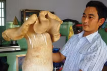 Trời chưa sáng, đốt đuốc đi tranh tìm nấm mối