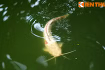 Cá trê bạch tạng siêu lạ xuất hiện giữa Hồ Tây