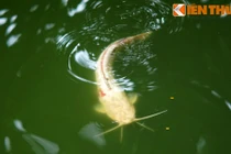 Cá trê bạch tạng siêu lạ xuất hiện giữa Hồ Tây