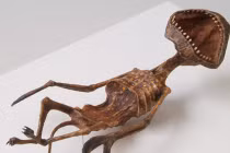 Giật mình vì xác chết hàng loạt sinh vật kì bí