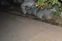 Mẹ chồng, con dâu lột quần, đốt vùng kín nữ hàng xóm giữa HN