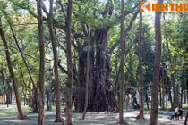 Soi cây cổ thụ khổng lồ bí ẩn giữa trung tâm Hà Nội