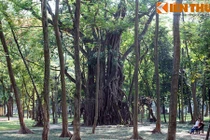 Soi cây cổ thụ khổng lồ bí ẩn giữa trung tâm Hà Nội