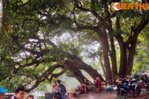 Sự thật ngỡ ngàng cây lộc vừng 9 gốc huyền thoại bên Hồ Gươm 