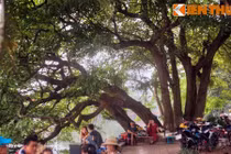 Sự thật ngỡ ngàng cây lộc vừng 9 gốc huyền thoại bên Hồ Gươm 