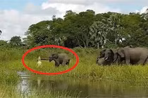 Bị cá sấu tấn công, đàn voi khiếp sợ kêu vang rừng