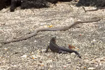 Ngoạn mục kỳ nhông bị đàn rắn "khủng" rượt đuổi