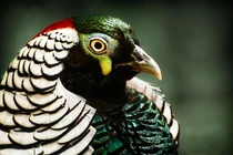 Những con vật cảnh đặc biệt dân chơi Việt không tiếc tiền mua