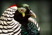 Những con vật cảnh đặc biệt dân chơi Việt không tiếc tiền mua