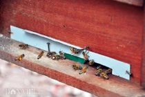 Kỳ công nuôi, luyện ong tiền tỷ