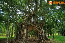 Cây cổ thụ cực lạ lùng ở lăng vua Minh Mạng