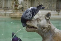 7 loại đồ uống rất tốt cho tim mạch 