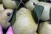 Đặc sản Hà Giang mát lịm, ngọt như đường đánh dạt hàng Trung Quốc 