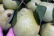 Đặc sản Hà Giang mát lịm, ngọt như đường đánh dạt hàng Trung Quốc 