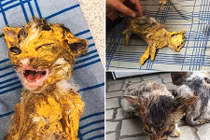 Mèo bê bết sơn vàng bị bỏ rơi cạnh đường