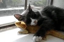 Sự thân thiết kỳ lạ giữa mèo và thằn lằn