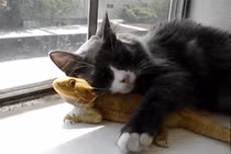 Sự thân thiết kỳ lạ giữa mèo và thằn lằn