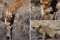 Cảm động xem sư tử mẹ cứu con thoát khỏi vũng lầy