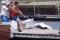 Trai trẻ vật lộn câu cá mập ngay trên bến tàu