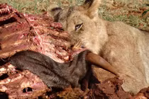 Cận cảnh bữa sáng đẫm máu của gia đình sư tử