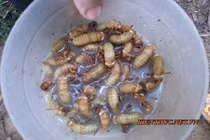 "Soi" nhộng ve sầu khiến 5 người nhập viện ở Bình Phước