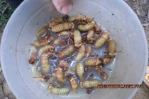 "Soi" nhộng ve sầu khiến 5 người nhập viện ở Bình Phước