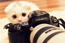 Ảnh đáng yêu về động vật bên ống kính máy ảnh 