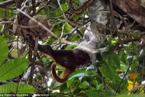 Rùng mình xem trăn khổng lồ leo cây ăn thịt khỉ