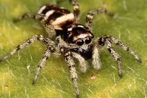 Top động vật đáng yêu tìm kiếm Google nhiều nhất (2)