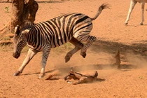 Thót tim cảnh ngựa vằn giẫm đạp linh dương con 