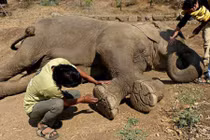 Giải cứu cụ voi mù 60 tuổi khỏi người chủ lợi dụng