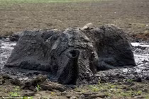 "Nghẹt thở" giải cứu voi con đang hấp hối trong bùn lầy