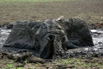 "Nghẹt thở" giải cứu voi con đang hấp hối trong bùn lầy