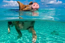 Hòn đảo toàn lợn bơi siêu như kình ngư ở Bahamas