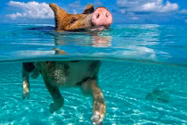 Hòn đảo toàn lợn bơi siêu như kình ngư ở Bahamas