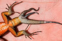 Kỳ dị thằn lằn mọc ba đuôi lổn nhổn