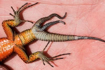 Kỳ dị thằn lằn mọc ba đuôi lổn nhổn