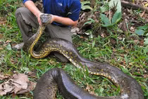 Bộ sưu tập động vật khủng, độc của nhà thám hiểm trẻ