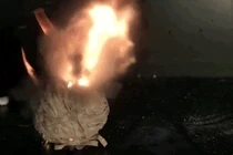 Nổ tung cùng những bức ảnh động vật lí kỳ thú nhất