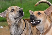 Điểm danh những loài chó hung dữ cực kỳ nguy hiểm