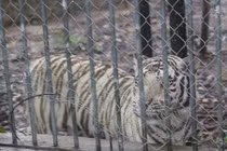 Thăm nơi nuôi nhiều động vật hoang dã quý hiếm nhất VN