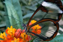 Những sự thực thú vị ít ai biết về loài bướm 