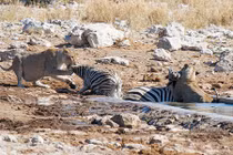 Ngựa vằn chết đau đớn khi đối đầu với sư tử