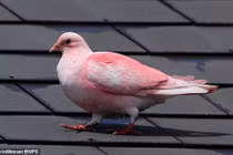 Những chú chim bồ câu màu hồng khác thường gây sửng sốt