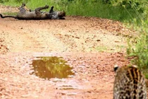 Bị phá bĩnh cuộc “mây mưa”, báo đực thị uy đồng loại